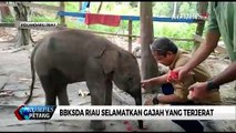 Kasihan, Anak Gajah Terjerat di Lahan Hutan Sendirian