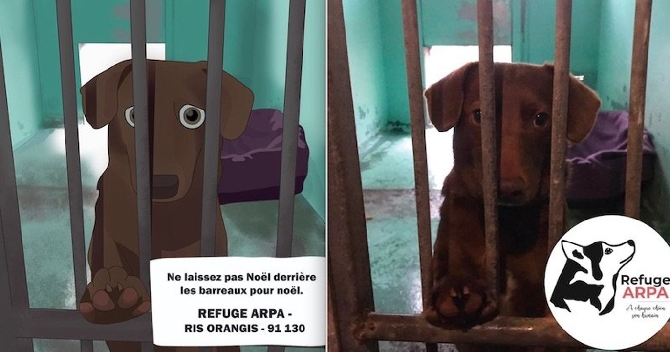 Ces bandes dessinées touchantes racontent l'histoire de chiens accueillis dans un refuge