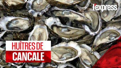 Huîtres de Cancale : le port de la Houle en effervescence