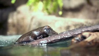 60 Seconds of Cute - Platypus