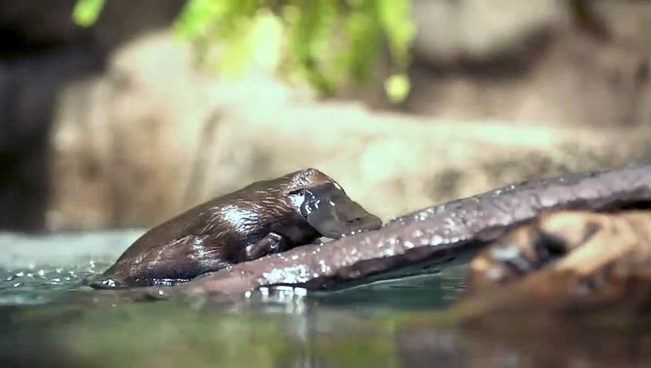 60 Seconds of Cute - Platypus
