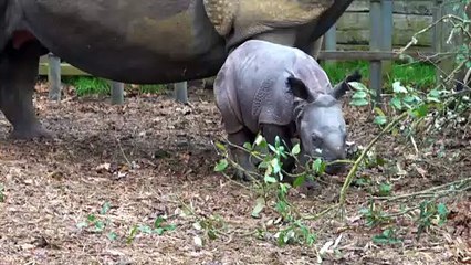 WZ_BabyRhinoBroll (c) ZSL Whipsnade Zoo