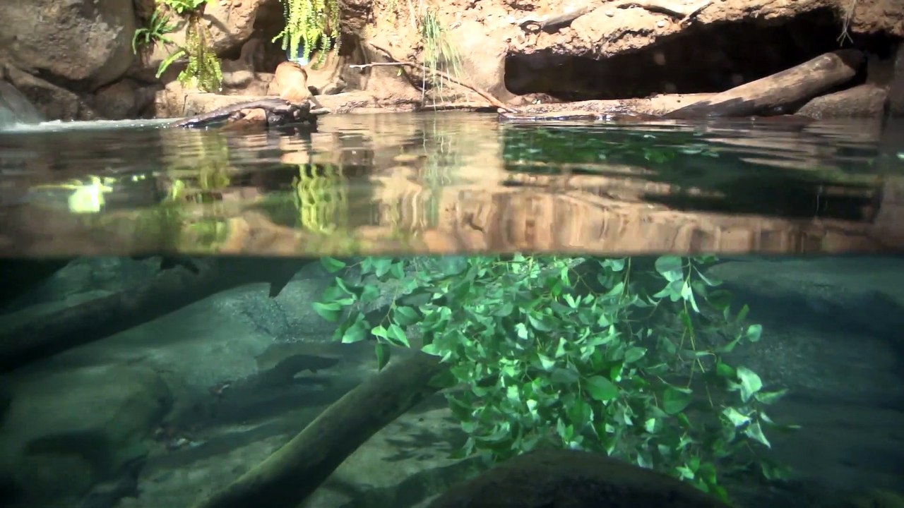 4 Minutes of Platypus Playtime