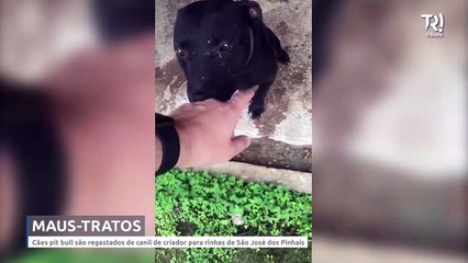 Cinco pit bulls são resgatados em canil de criador de cães para rinhas da região de Curitiba