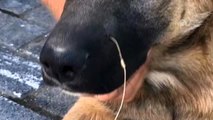 Sokak köpeğinin burnuna batan olta iğnesi belediye ekiplerince çıkarıldı