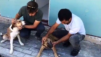 Sokak köpeğinin burnuna batan olta iğnesi belediye ekiplerince çıkarıldı - BURSA
