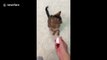 Cats can play fetch too! Man documents his pet's unlikely favourite game