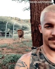 Un lion qui voulait surprendre son maître !