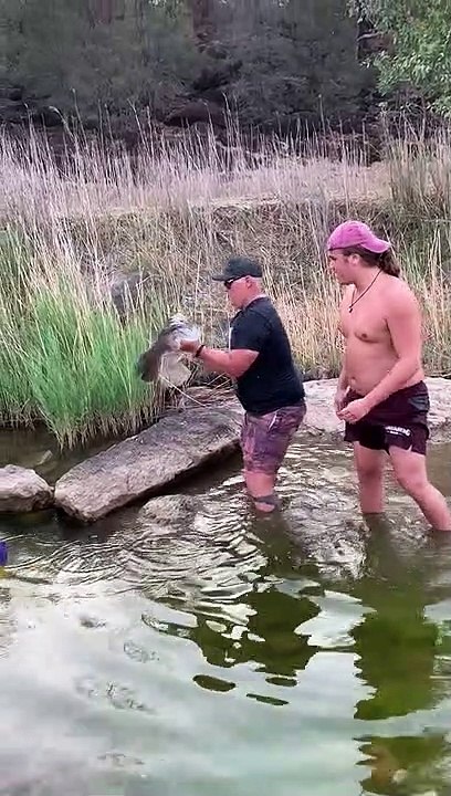 Saving a Massive Murray Cod