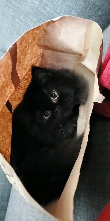 Adorable Purrito