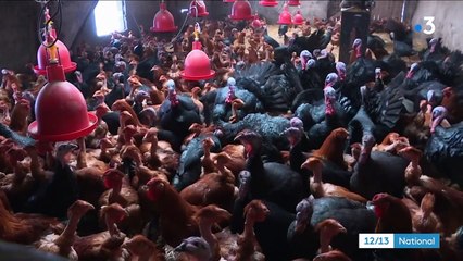 Cantal : cet éleveur de dindes et chapons nourrit ses volailles avec du lait et du maïs