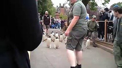 A Frank Cuesta no le hace "Ni puta gracia" el vídeo del pingüino dando saltos