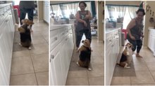 Cão é "apanhado" a dançar música reggaeton com a sua dona na cozinha