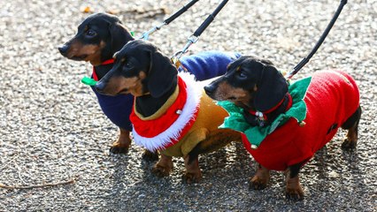 Hundreds of Dachshunds Showed up for This Christmas Sausage Walk in London's Hyde Park