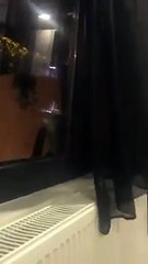 Soğuktan Dile Gelip “Dondum Anam” Diye Bağıran Kedi