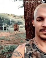 Sinsice Arkadaşına Yaklaşıp Şaka Yapan Aslan