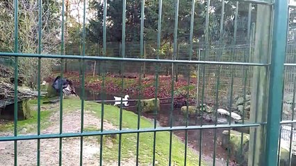 Birds at an open park in Cologne