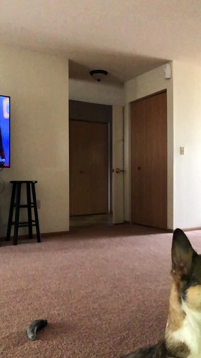 Isabella The High Flying Corgi