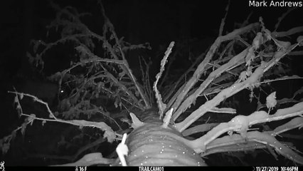 Trail Camera Catches Mountain Lion