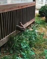 İnsanlık Bir Kez Daha Utandı. Doğaya Birazcık Yakın Olabilmek İçin Parmaklıkların Arasından Otlara Dokunan Orangutan