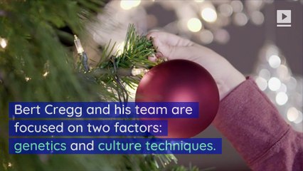 The Science Behind Growing a Perfect Christmas Tree