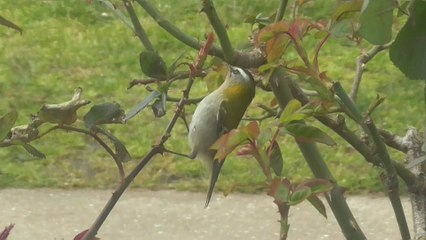 Roitelets - huppé et triple-bandeau