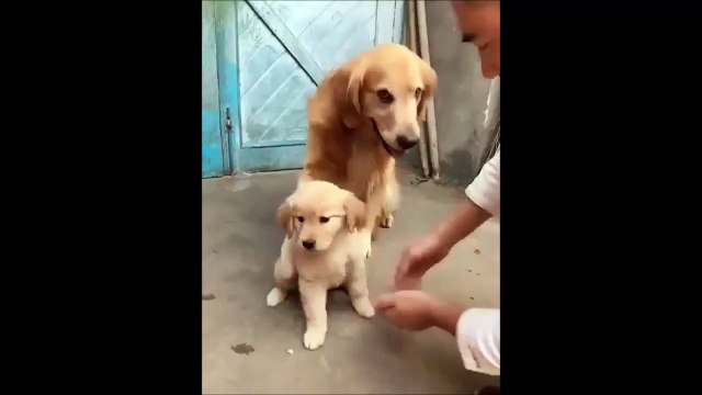 Cette maman chien refuse qu'on touche à son chiot... maman poule