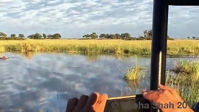 2 lionnes s'en prennent à un crocodile... mauvaise idée