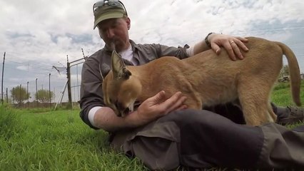 Ce caracal prend son dresseur pour sa maman