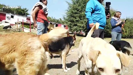 Tras Navidad, 30% de los perros son abandonados; reportaje especial