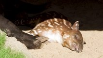 Unlikely Friends: Baby Tapir Meets Capybara