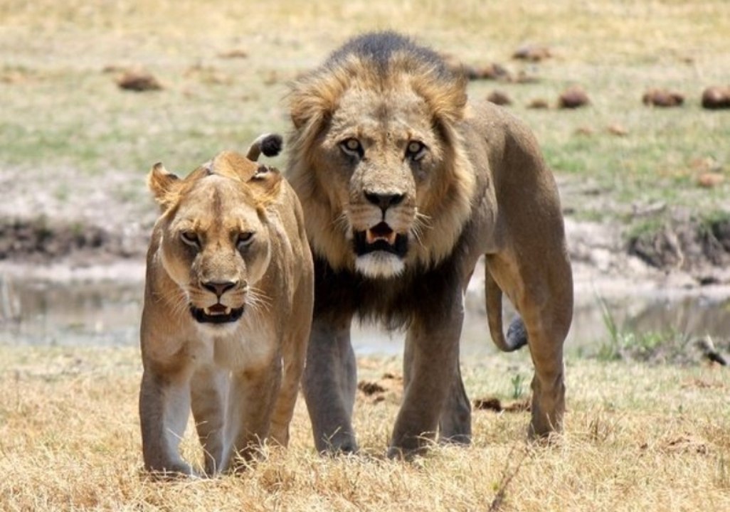 Un pequeño gran perro, muy valiente, que ahuyenta a dos fieros leones