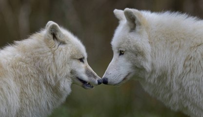 La feroz y sangrienta batalla entre lobas por defender a sus crías