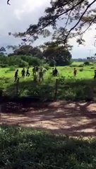 Hambre en Venezuela: Matan a una vaca a pedradas para comérsela