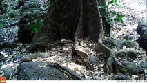 Chimps Filmed Throwing Rocks At Trees