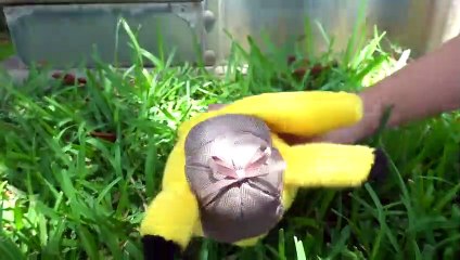 SML Parody Jeffy Meets Detective Pikachu!