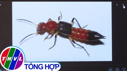 Người dân Khánh Hòa lo lắng vì kiến ba khoang