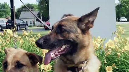 Animal Wellness Center Burlington: Testimonial - Bonnie