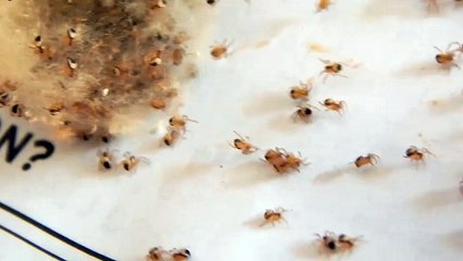 Hey Whats inside  that Ball  of Fluff