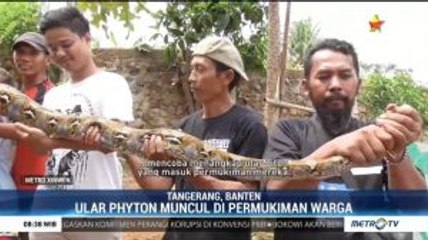 Fenomena Teror Ular Masuk Permukiman Warga di Musim Hujan