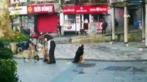 Esnafın sokak köpeklerine süpürge ile yaptığı masaj yürekleri ısıttı