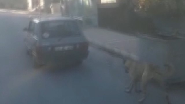 Köpeği otomobilin arkasına bağlayarak sürükledi