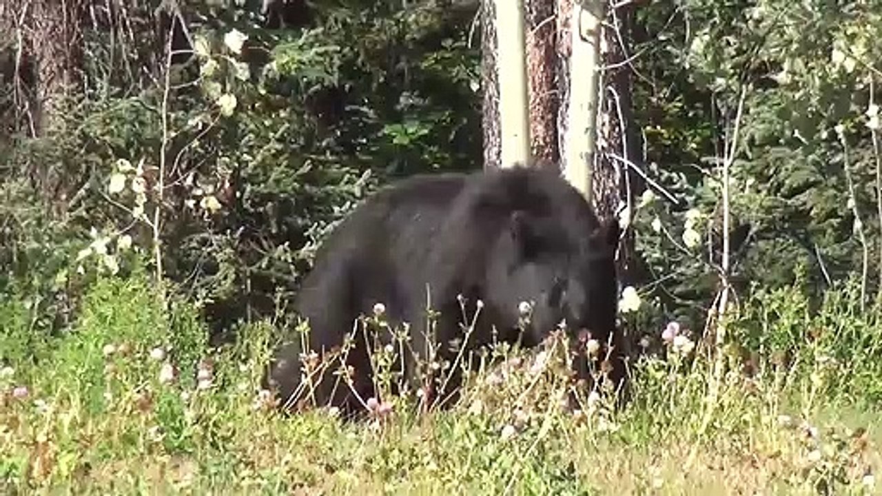Black Bear