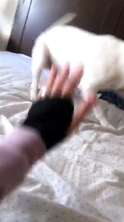 Excited Dog Does Donuts