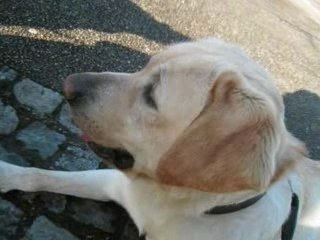 Loulou