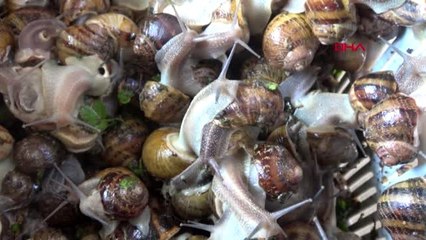 Aydın türk salyangozu fransız sofralarını süslüyor