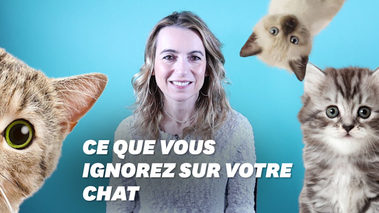 3 idées fausses sur votre chat