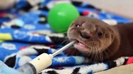 فرانس برس تستعيد أبرز أخبار الحيوانات في 2019