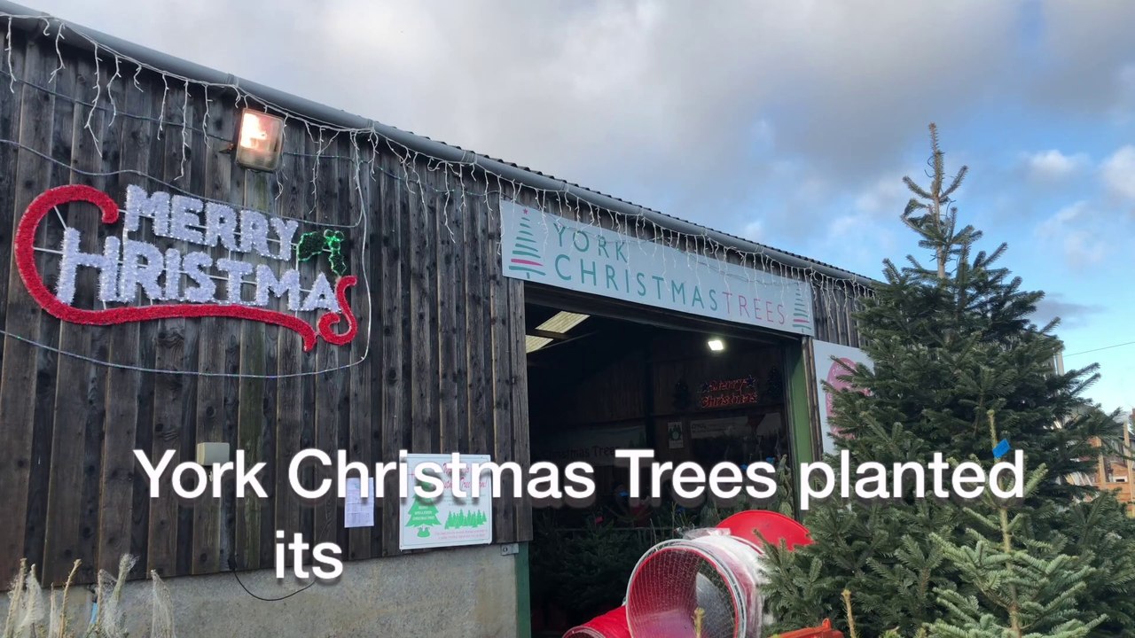 York Christmas Trees video Dailymotion