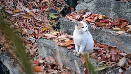 Kışın kimsenin yaşamadığı köylerinde 3 yıldır dönüşümlü nöbet tutuyorlar - ARTVİN